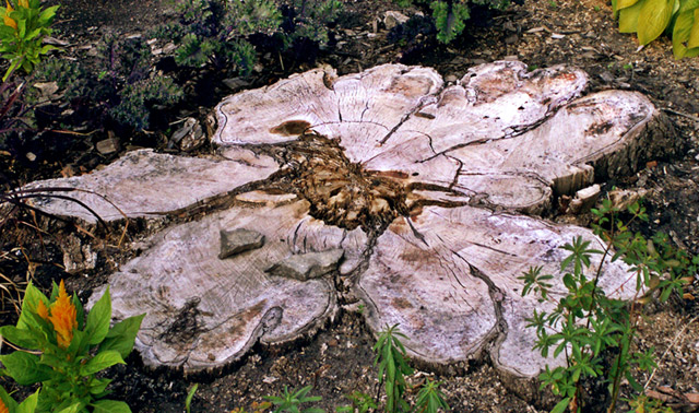 Elm-1402.jpg