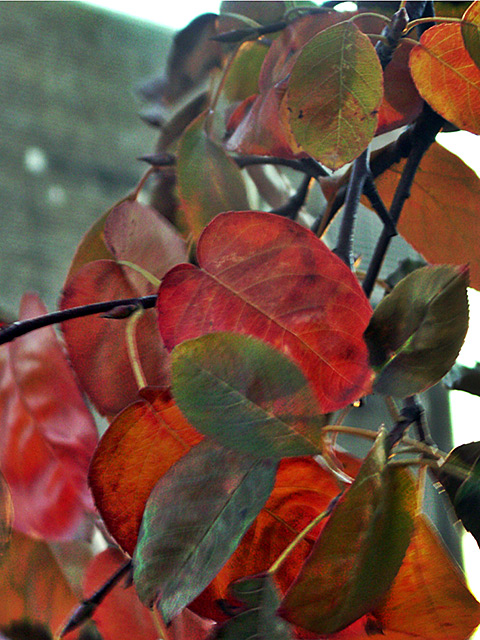 Red-leaves