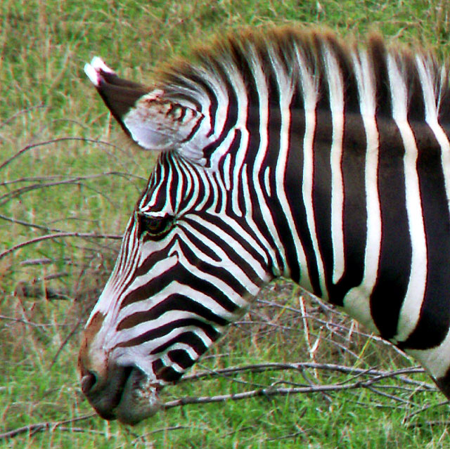 Zebra