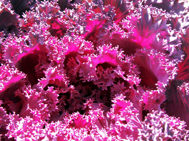 Pink Coral cabbage
