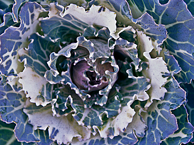 Cabbage