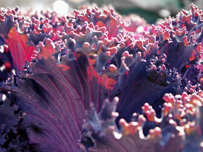 Ocean of cabbage