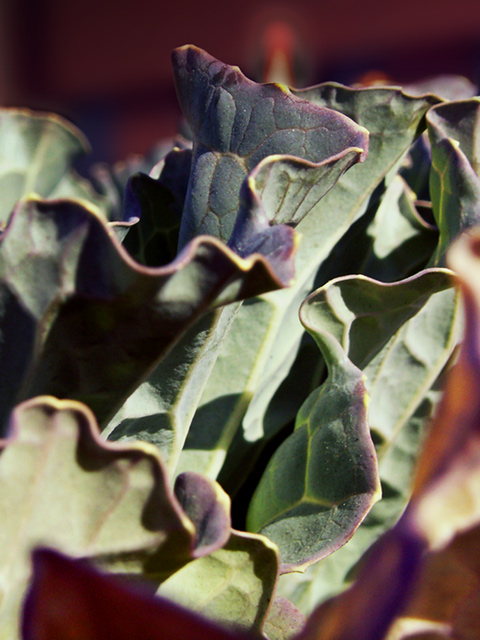 Another Cabbage