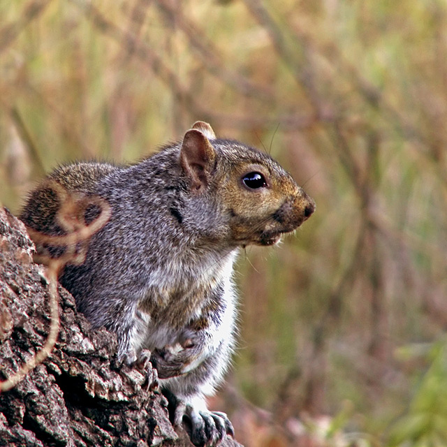 Squirrel