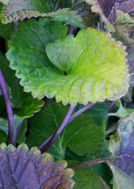 One Leaf in a Thousand