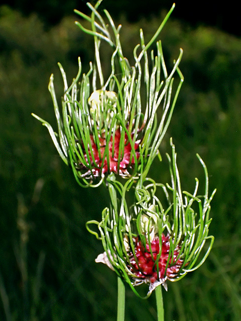 Onion-Flower.jpg
