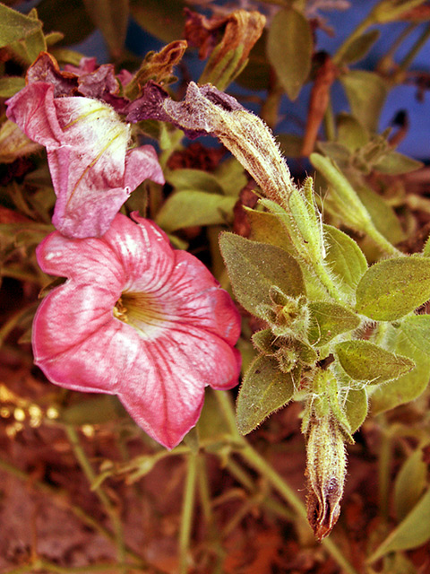 October-Petunias-3224.jpg