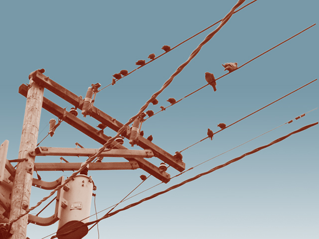 pigeons on cables .jpg