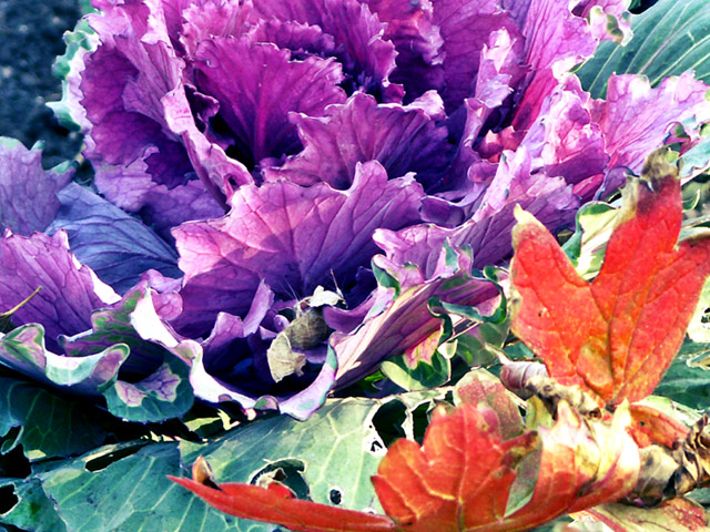 Maple-brassica-Det2.jpg