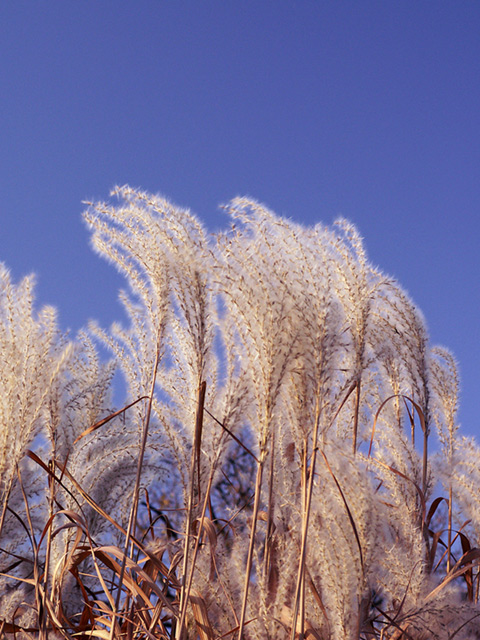Grasses