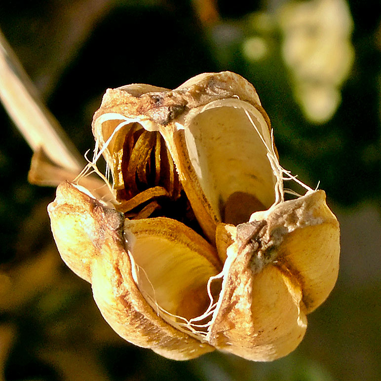 Lilly-Sead study