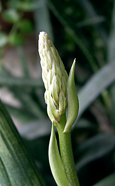 suculent-flower.jpg
