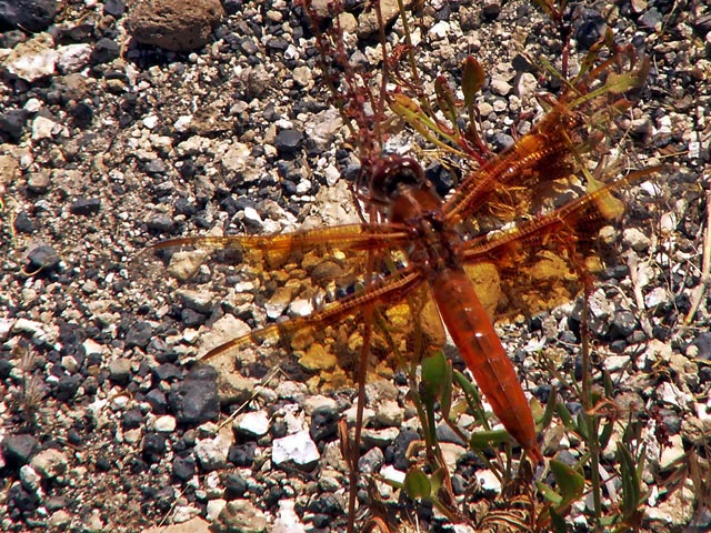 Red-Skimmer-2181.jpg