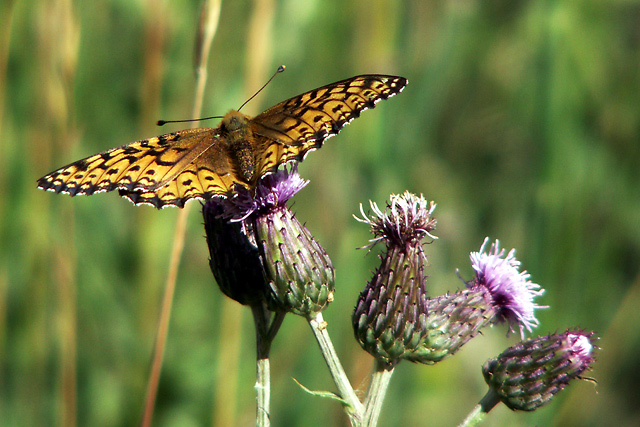 Butterfly and Thistle