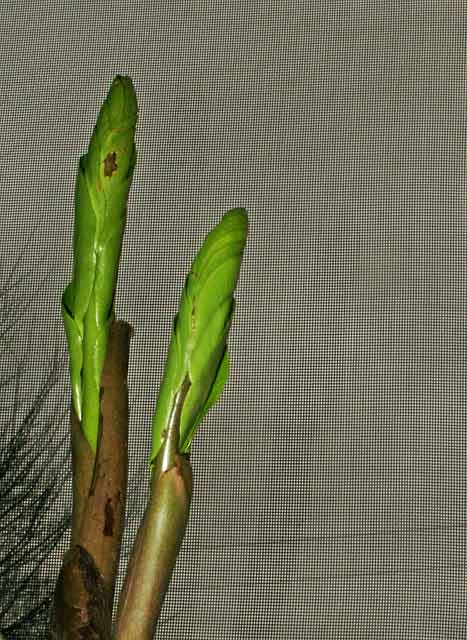 ZZ Plant Sprouts