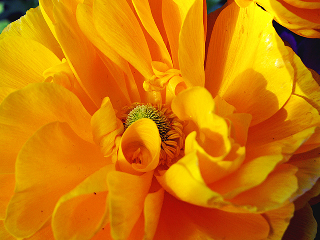ranunculus