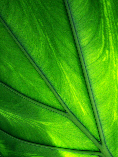 Giant Leaf