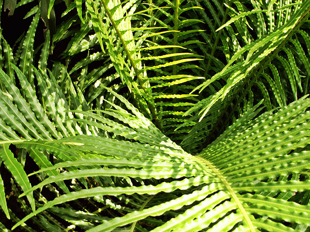 Ferns