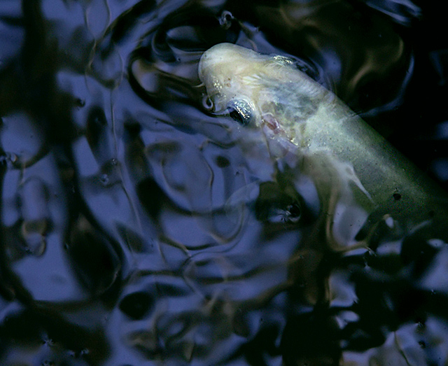 One Fish