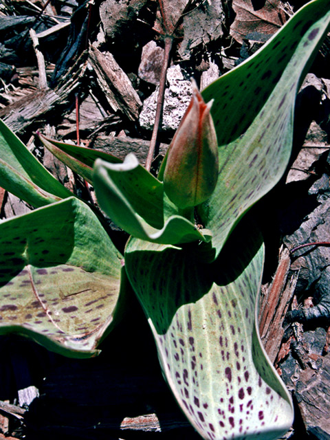 Tulip Bud