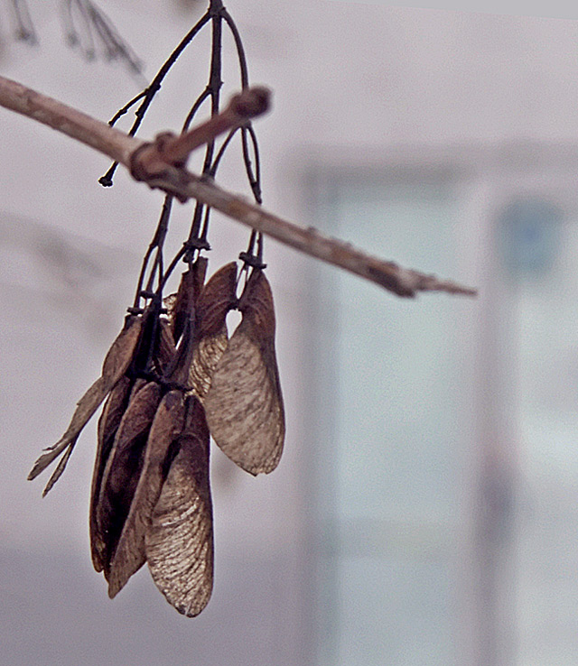 Maple Spinners