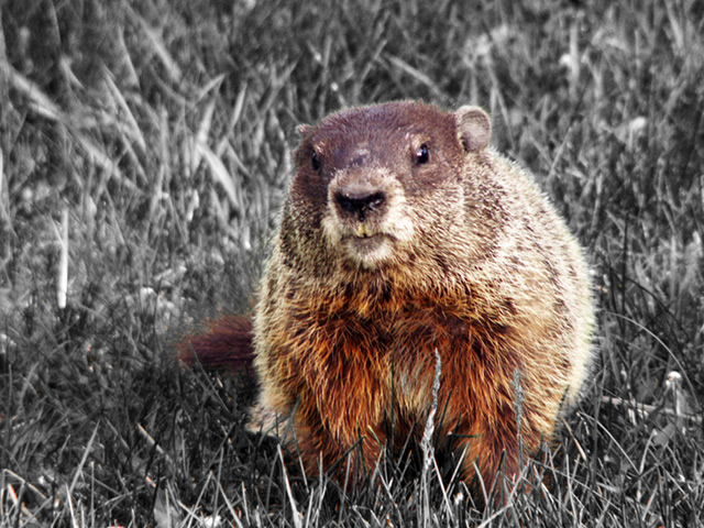 Woodchuck Standoff