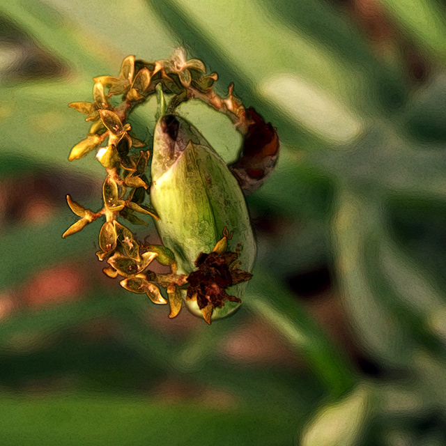 Crowned Iris