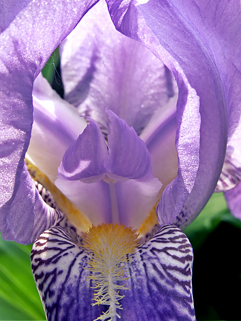 Into the Iris.jpg