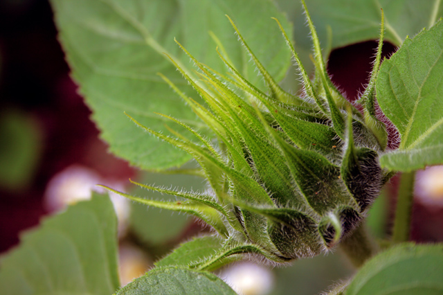 Sunflower Bud