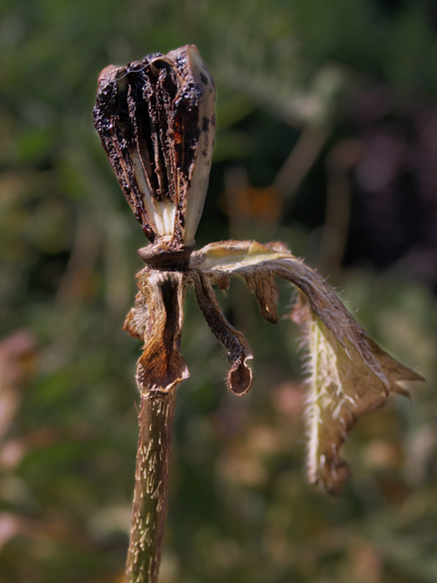 Scarred Poppy Pod