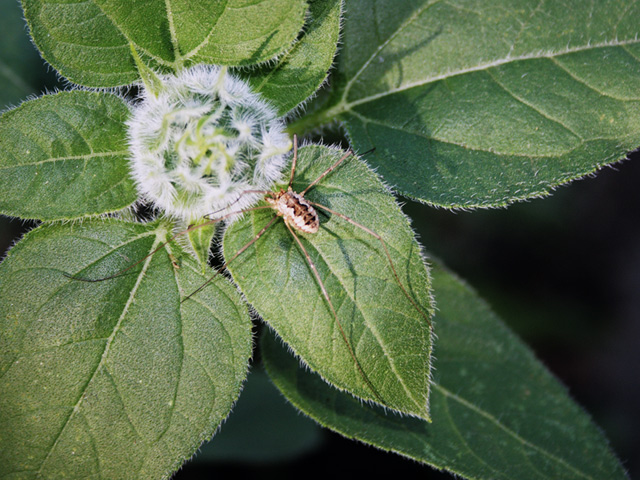 Sunflower and Spider