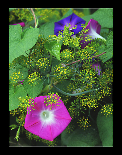 Dill and Glory