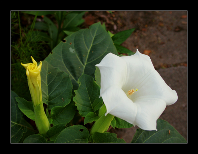 Jimson Weed For Georgia