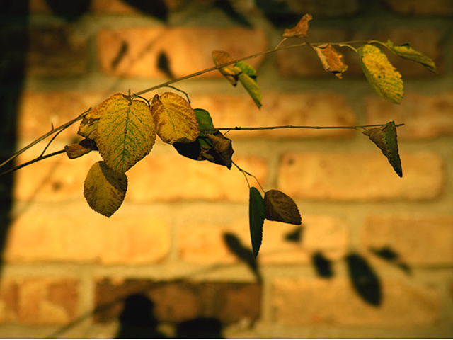Sunset Leaves