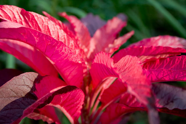 Pink Amaranth