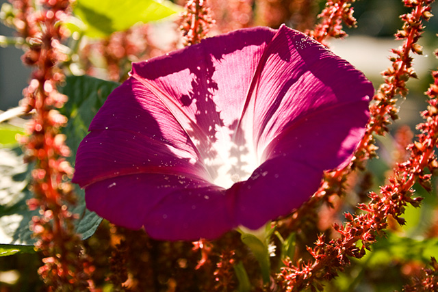 Morning Glory and Amaranth