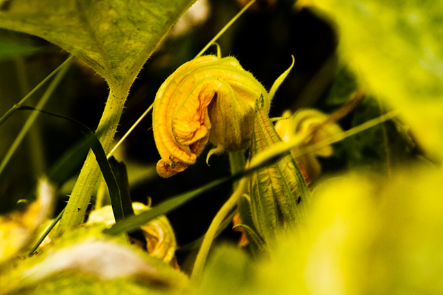 Squash Flower