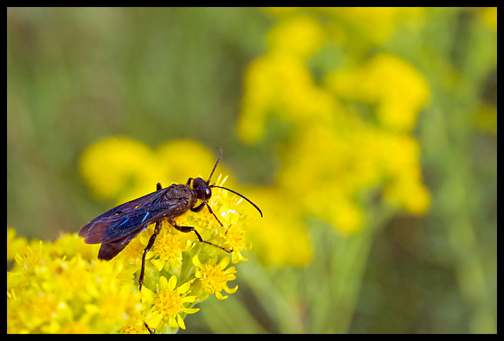 IMG_1596-wasp.jpg