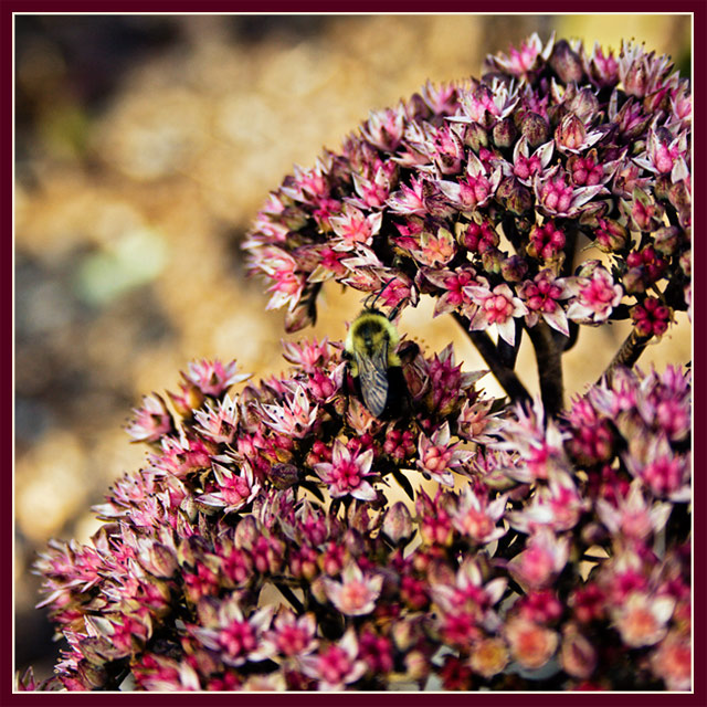 Stonecrop.