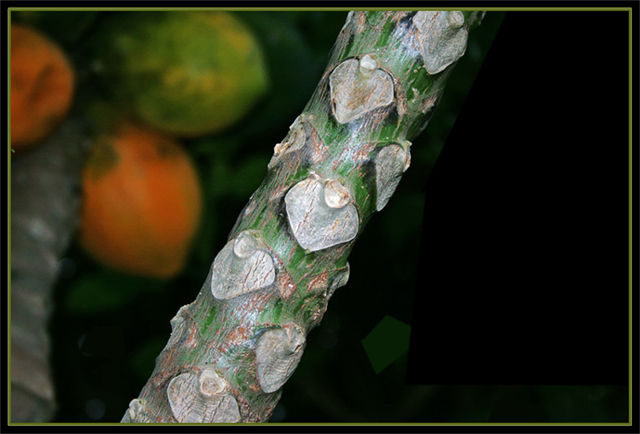 Mango Stem