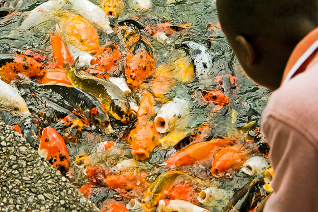 Starving Koi