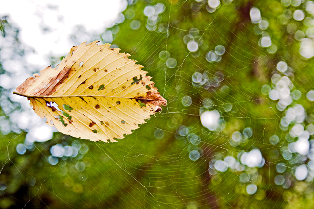 Leaf in Web
