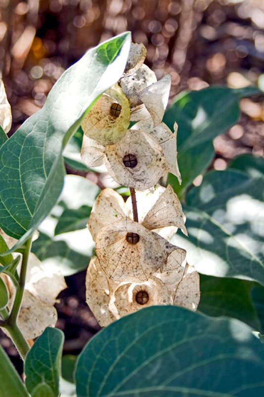 Bells of Ireland