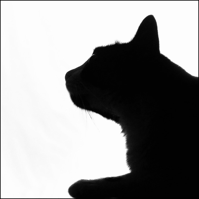 Cat Silhouette II