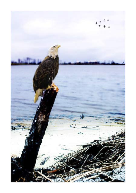 fotocloudybird.jpg