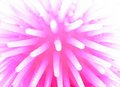 Pink Tentacles