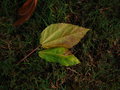 Dying Leaves