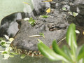 Lazy Alligator