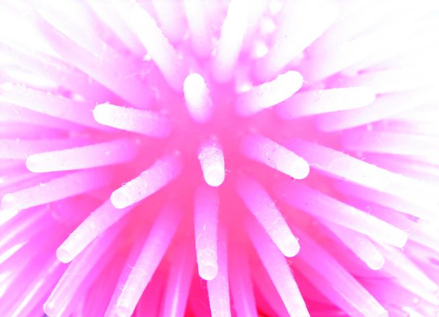 Pink Tentacles