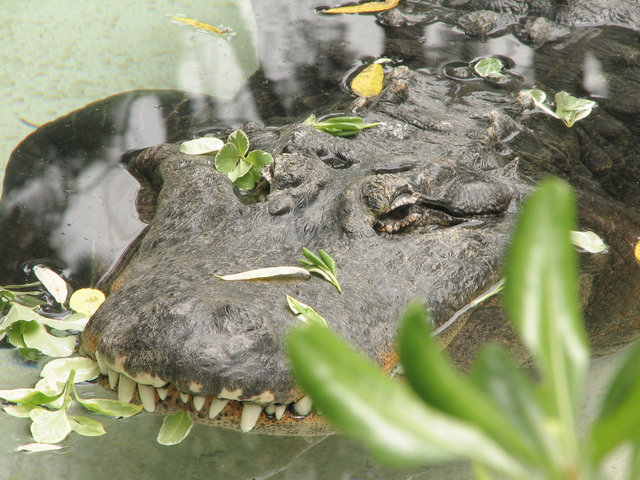 Lazy Alligator